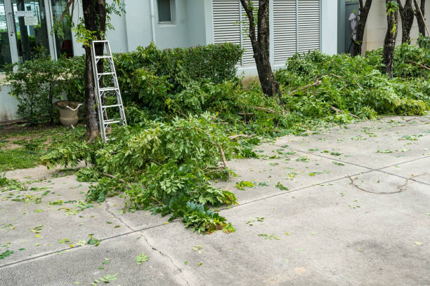Best Tree Risk Assessment  in East St Louis, IL