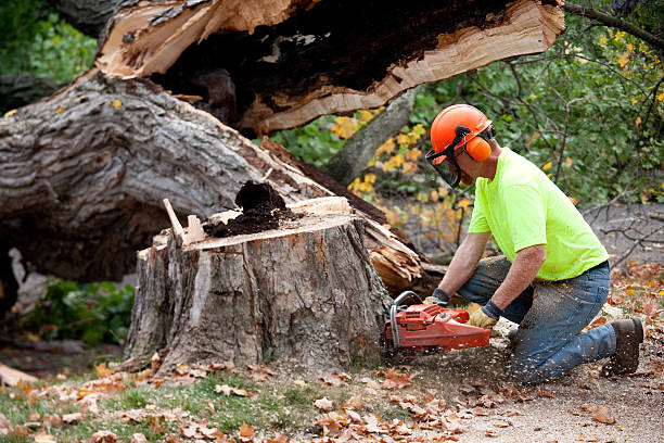 Best Root Management and Removal  in East St Louis, IL